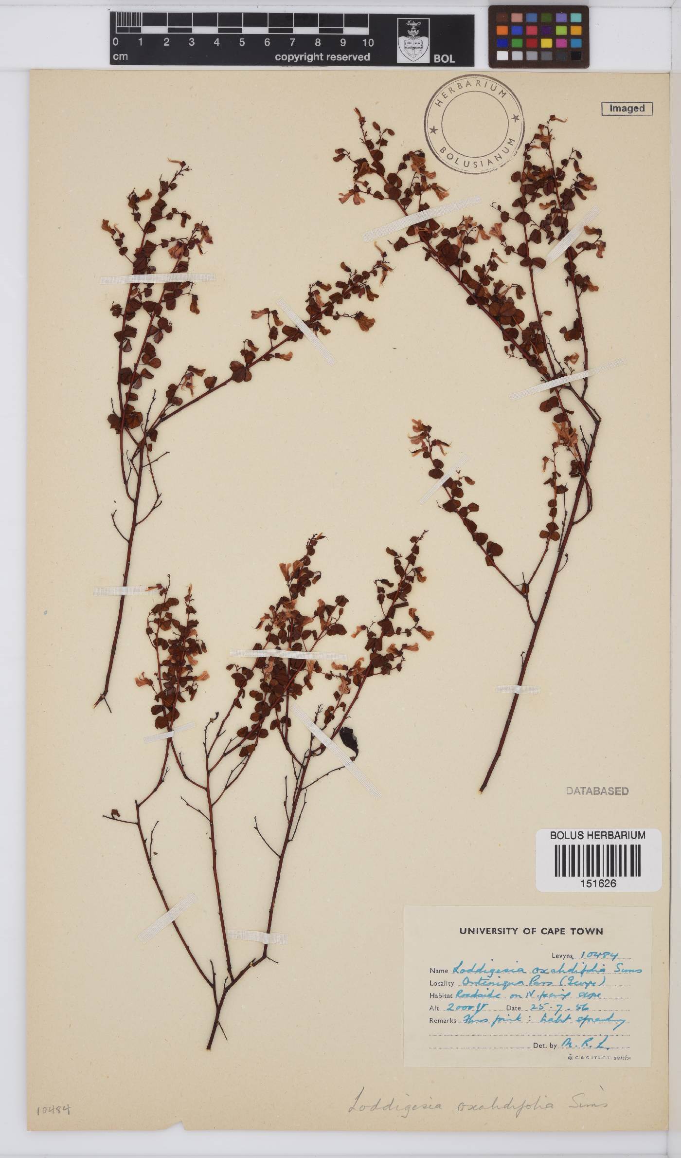 Hypocalyptus oxalidifolius image