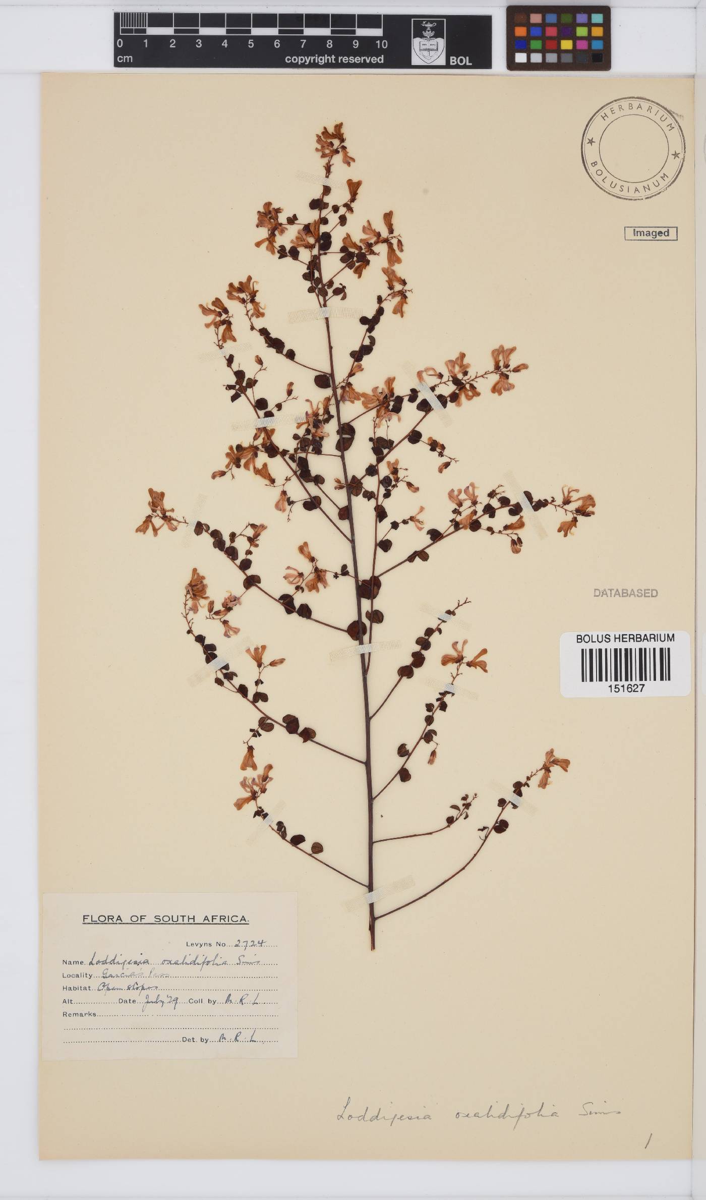 Hypocalyptus oxalidifolius image