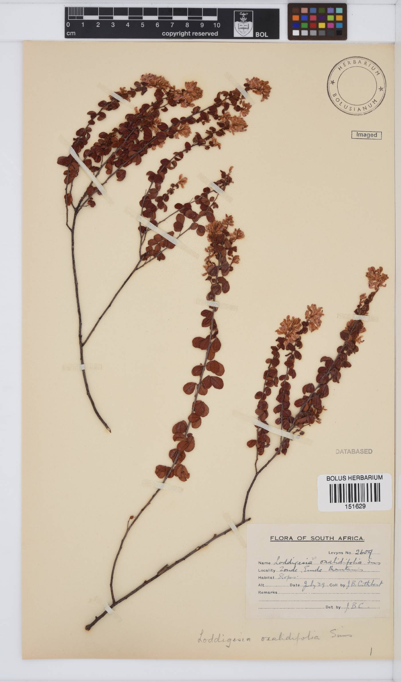 Hypocalyptus oxalidifolius image