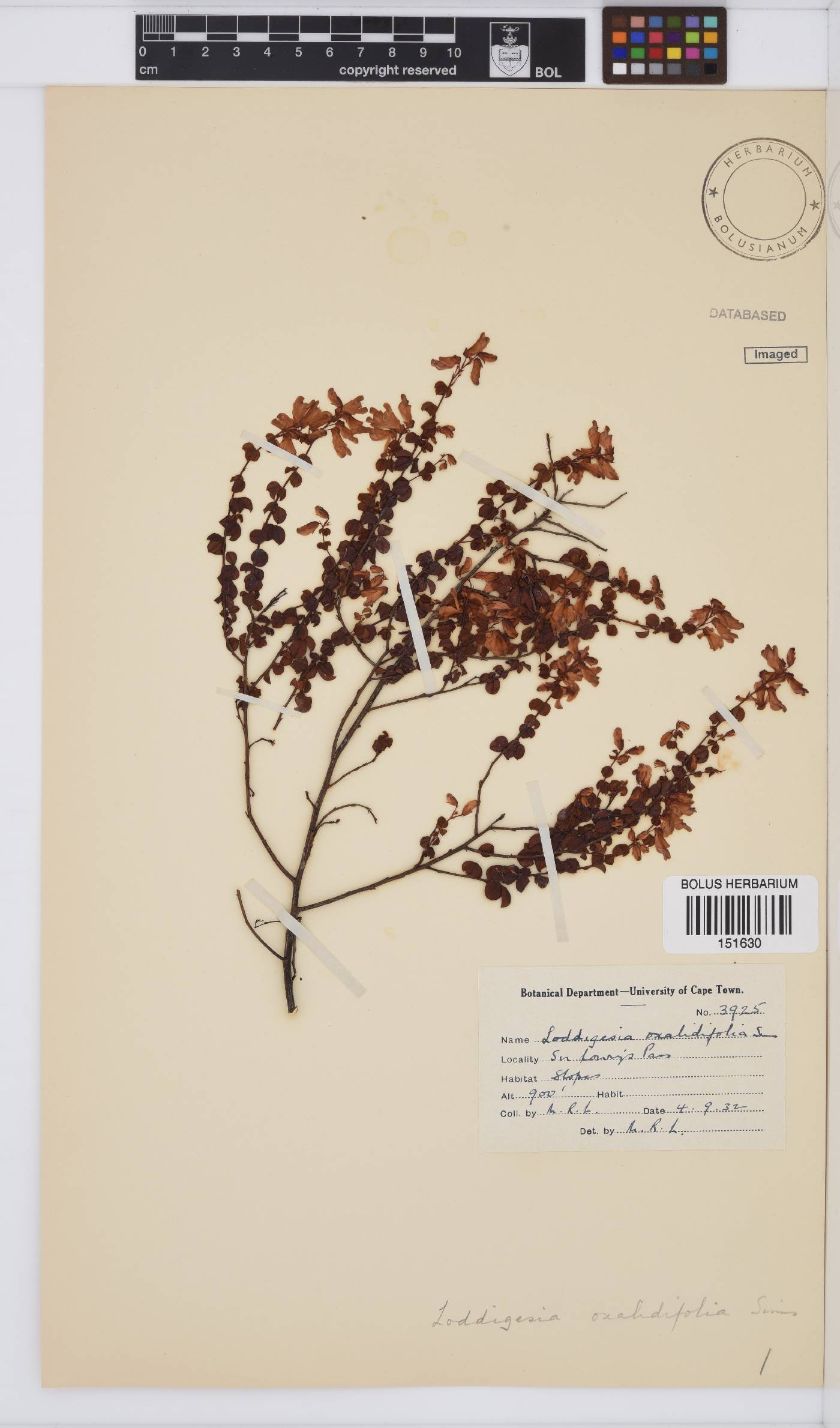 Hypocalyptus oxalidifolius image