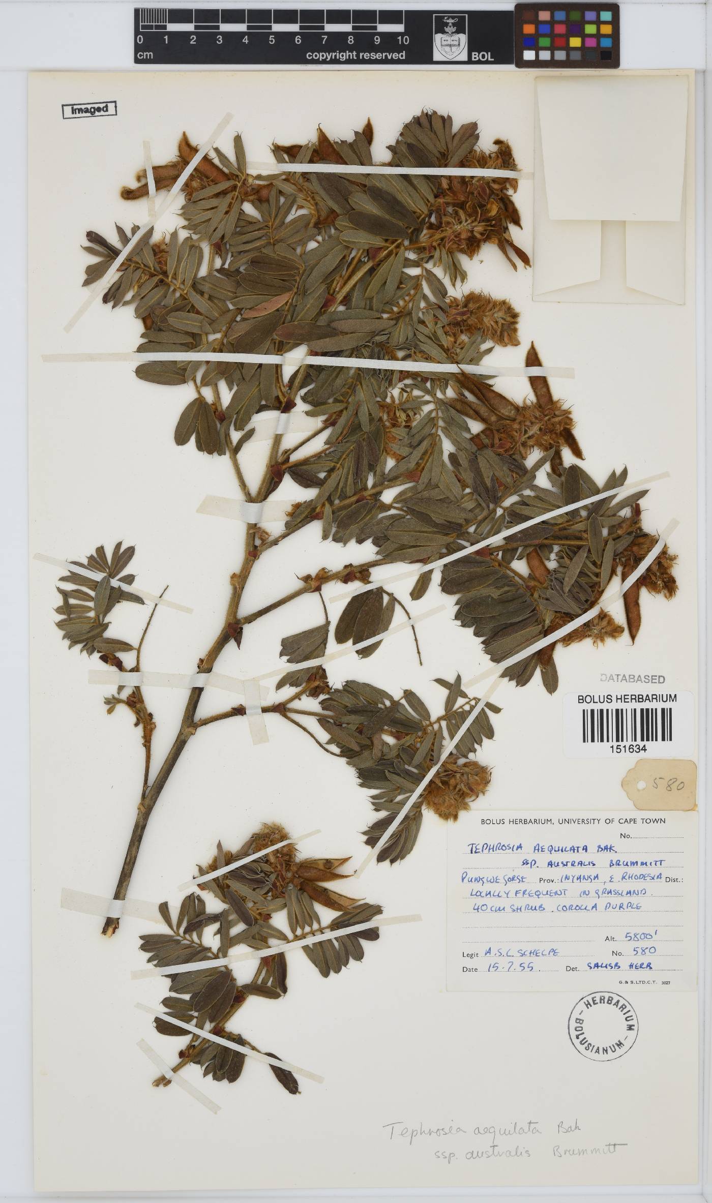 Tephrosia aequalata subsp. australis image