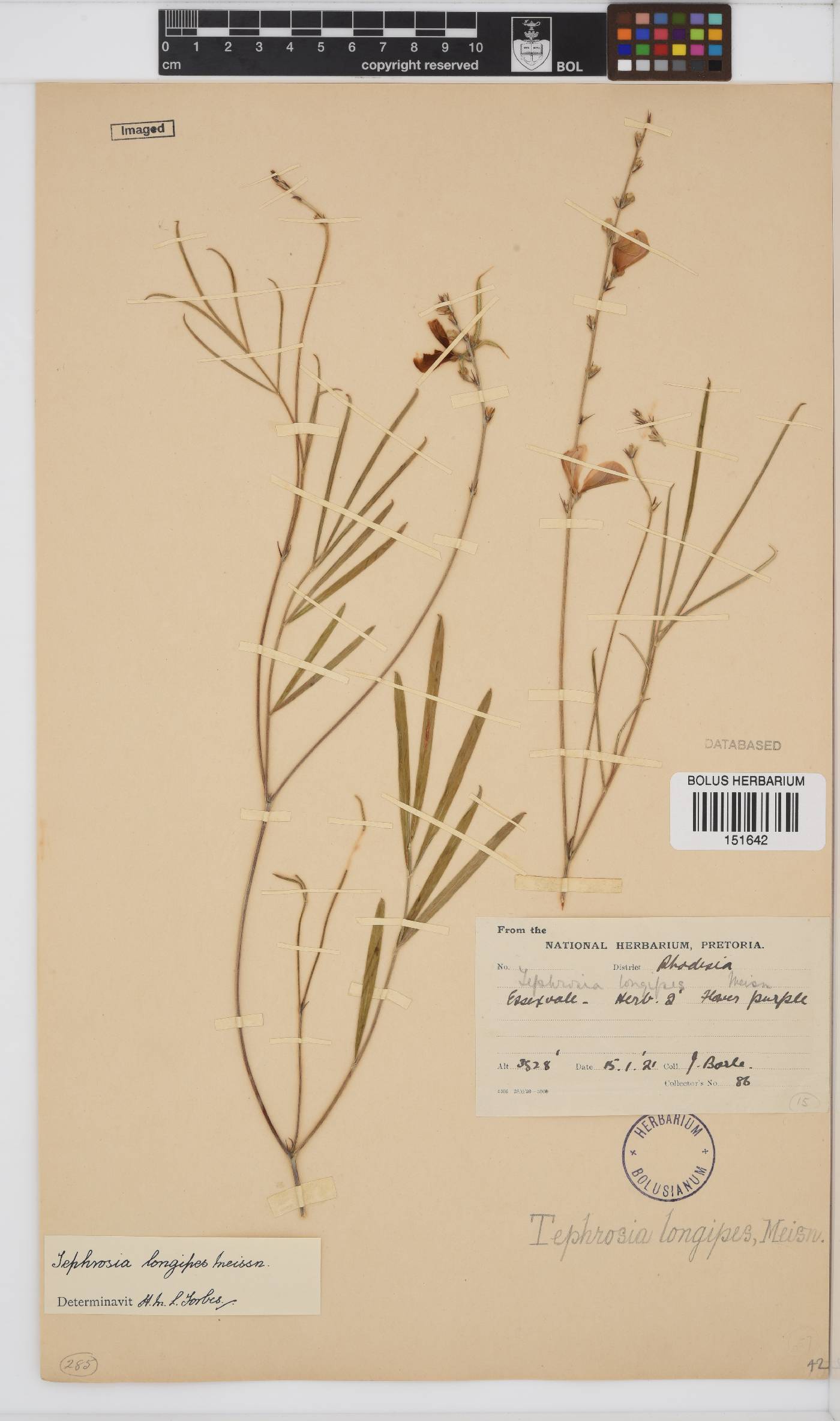 Tephrosia longipes image