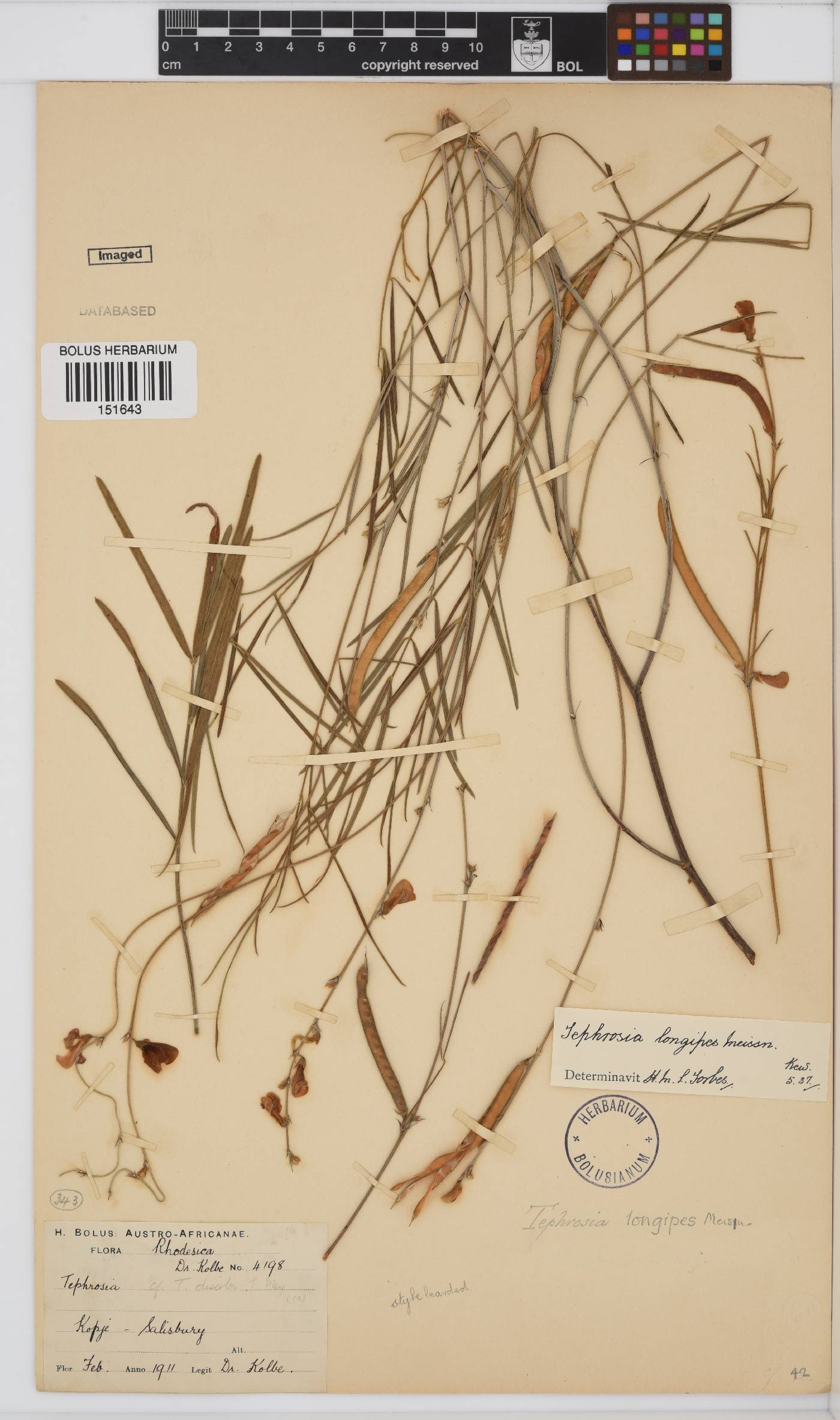 Tephrosia longipes var. longipes image