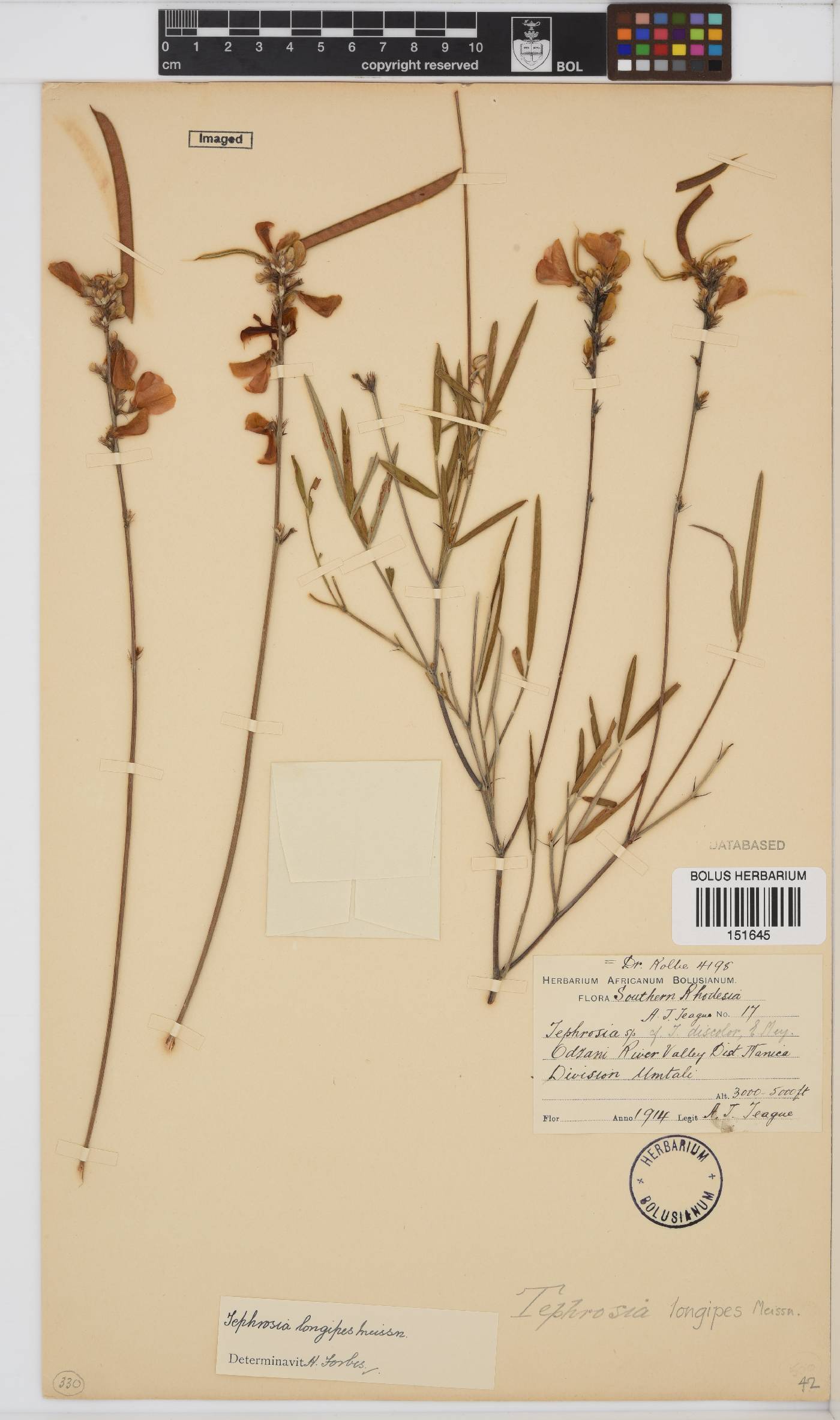 Tephrosia image