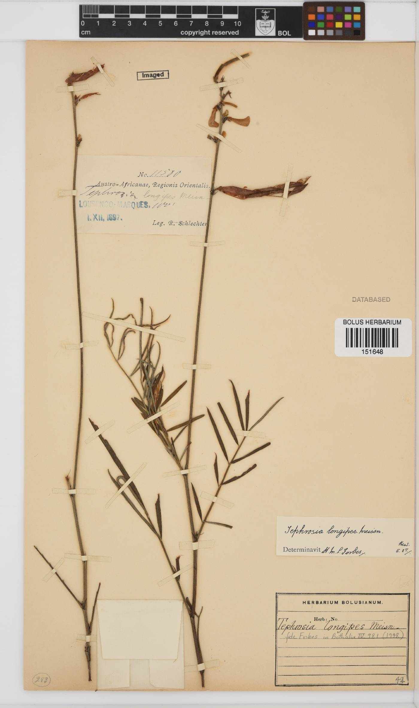 Tephrosia longipes var. longipes image