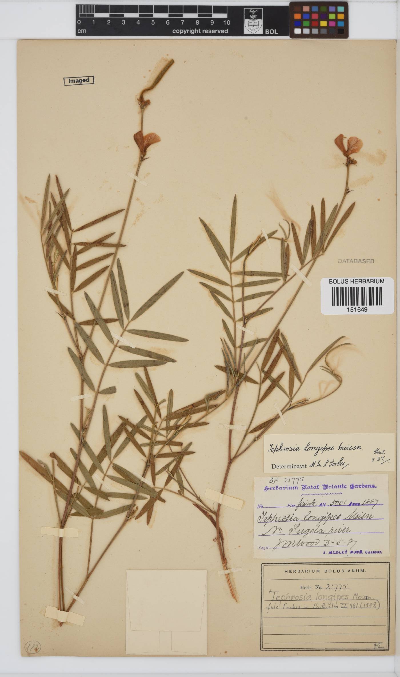 Tephrosia longipes var. longipes image