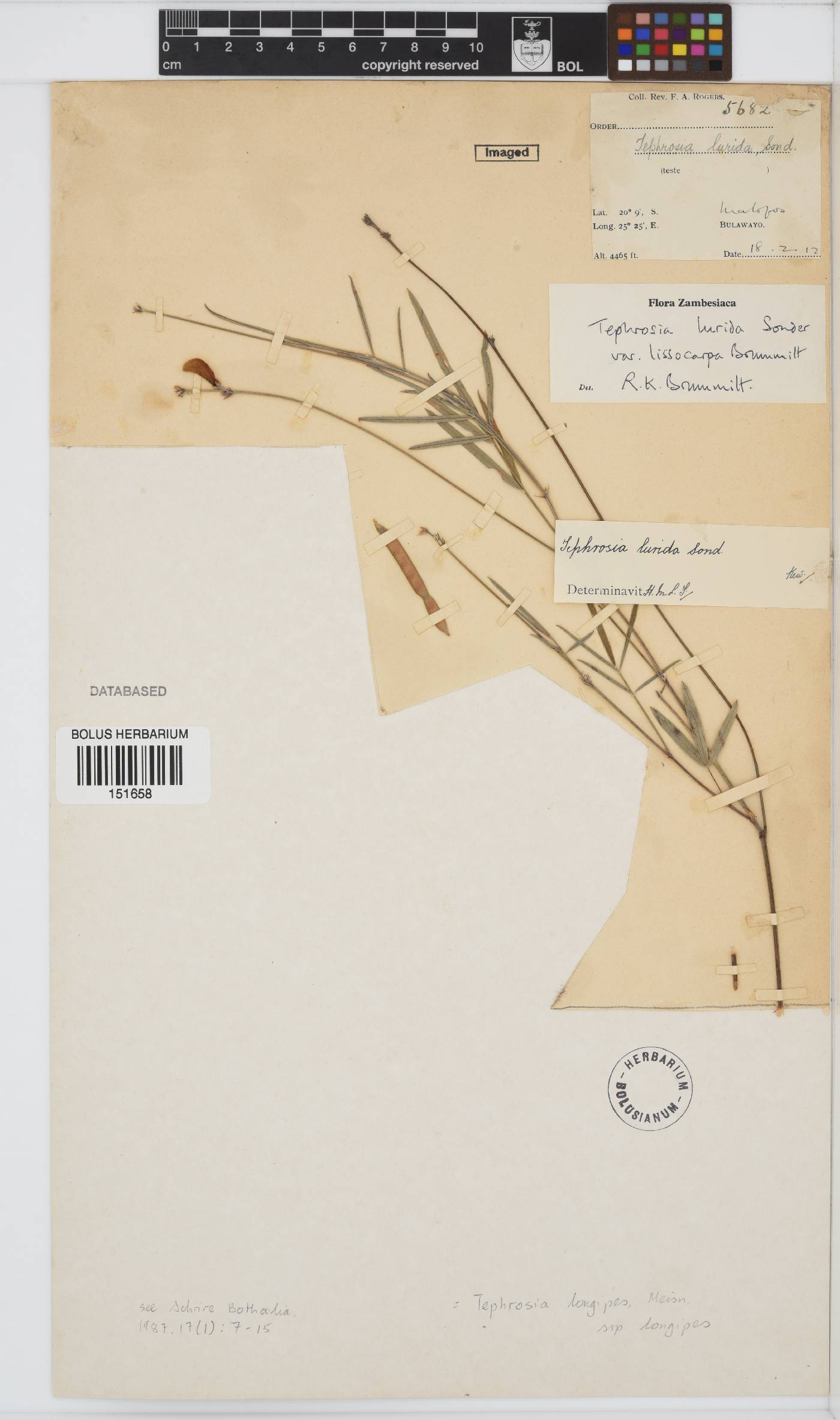 Tephrosia longipes image