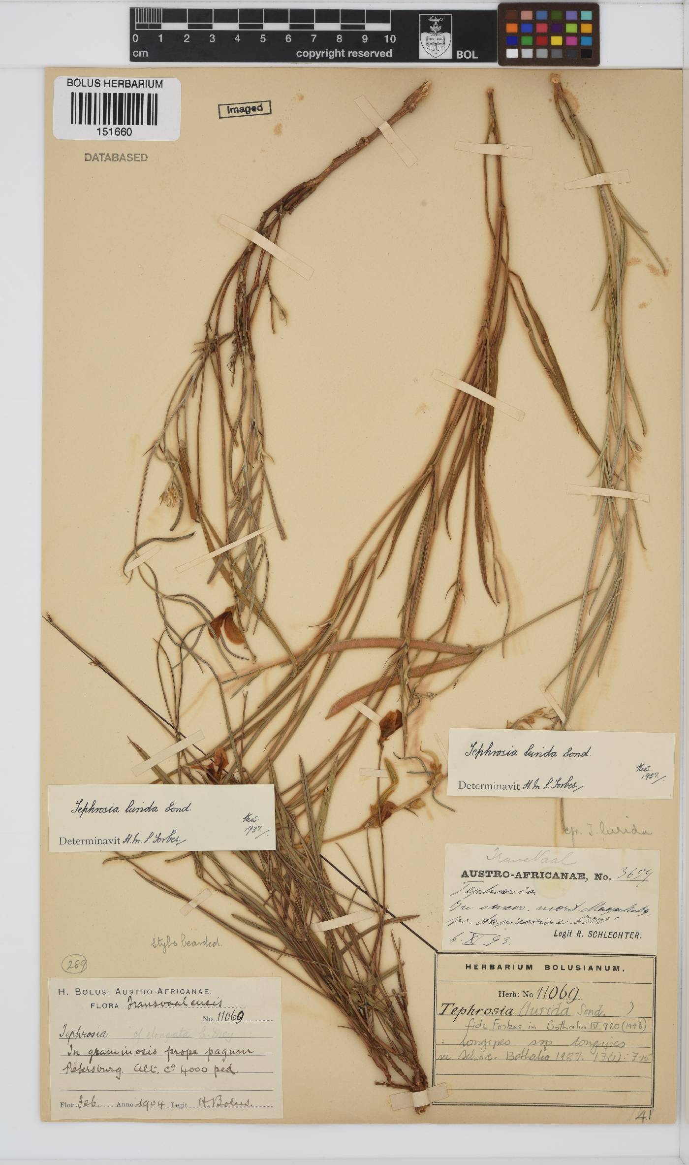 Tephrosia longipes image