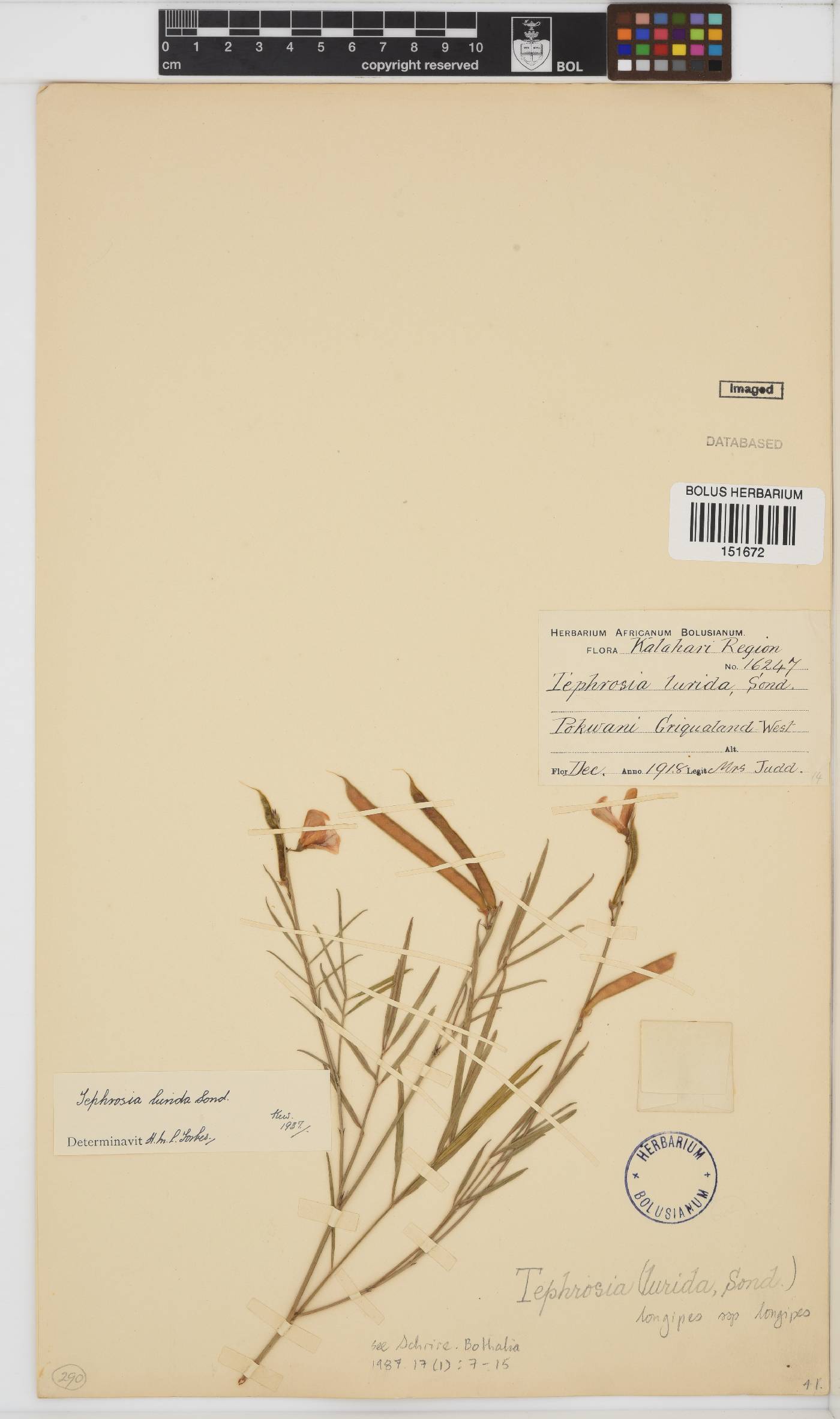 Tephrosia longipes var. longipes image