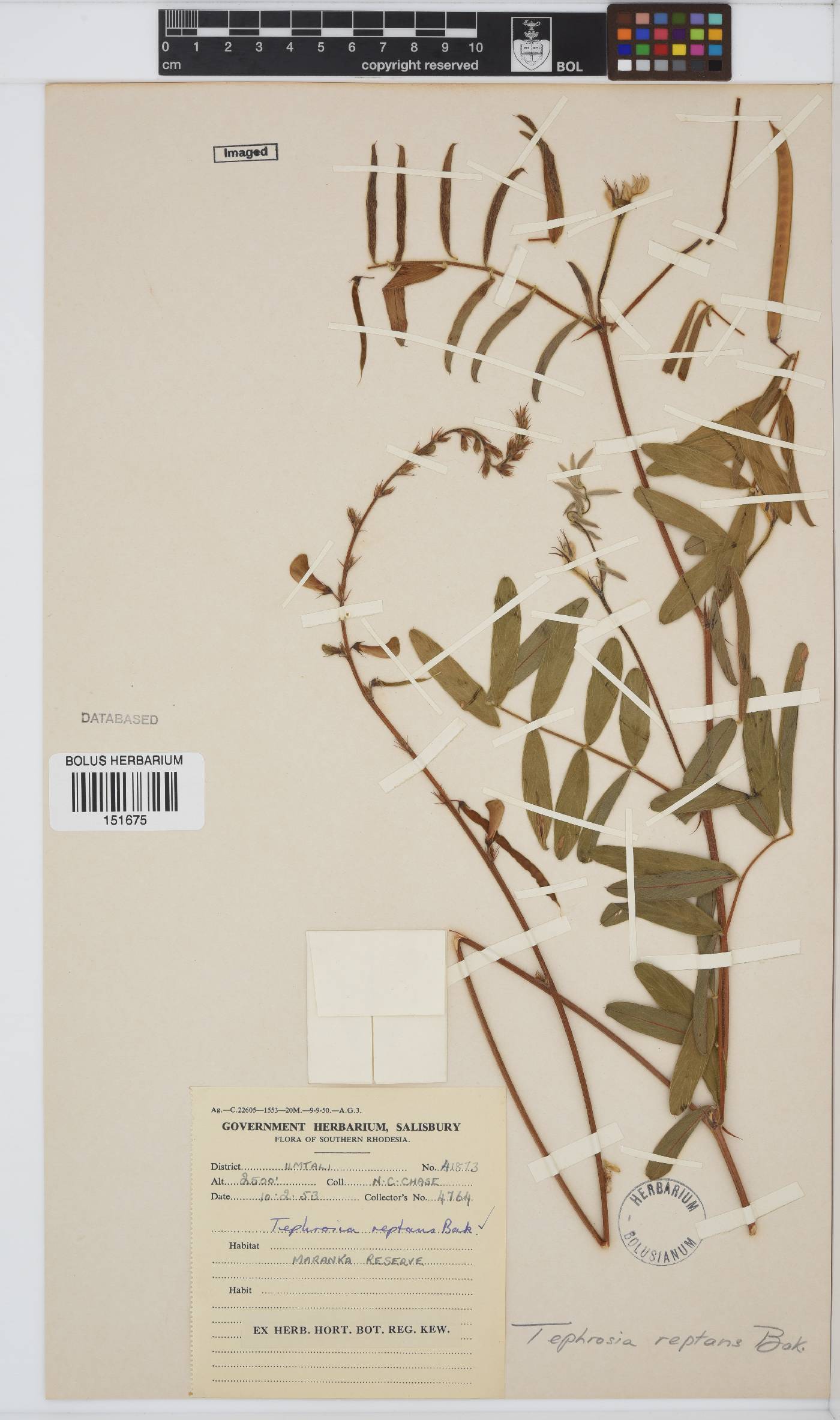 Tephrosia reptans image