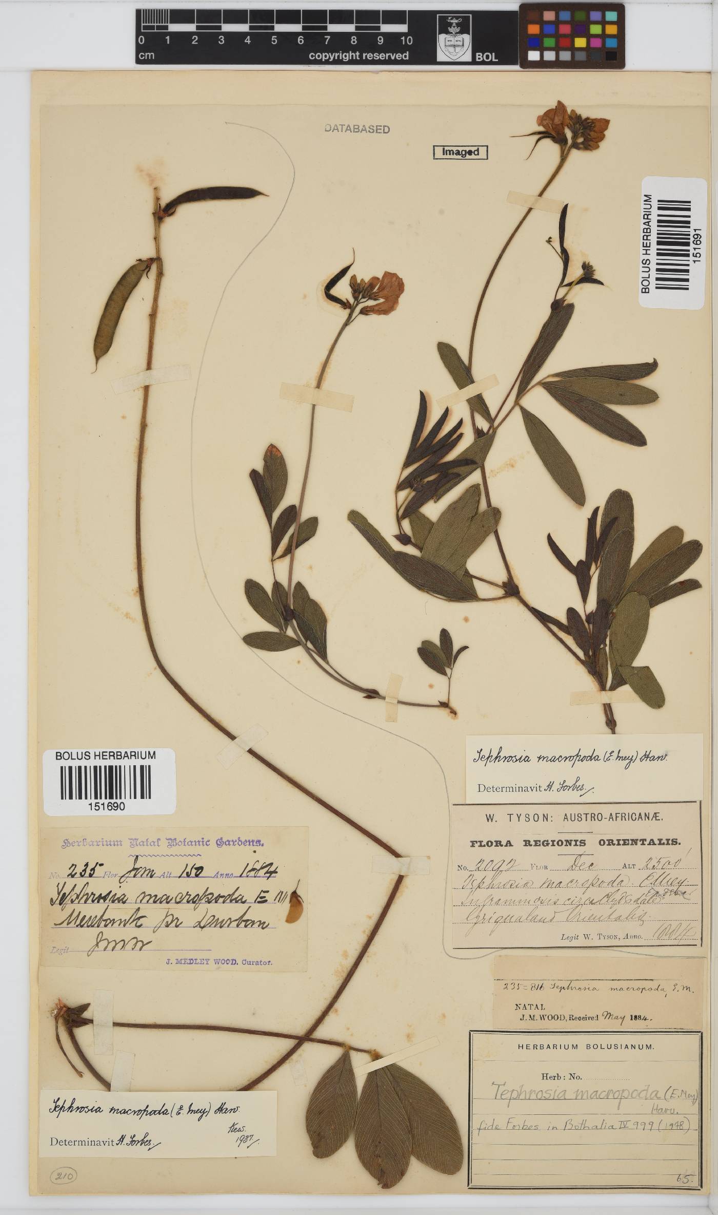 Tephrosia macropoda image