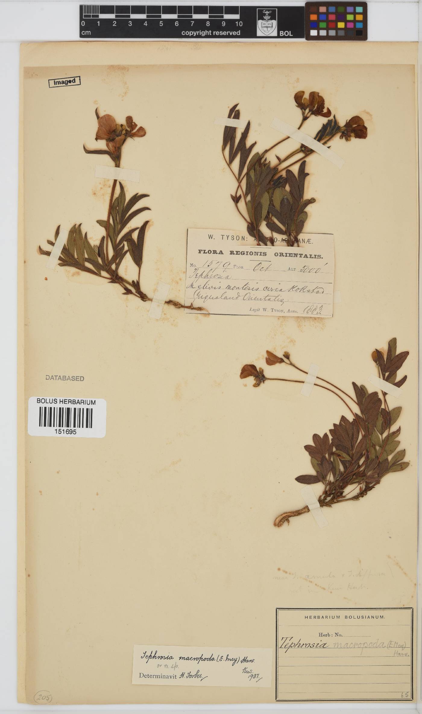 Tephrosia macropoda image