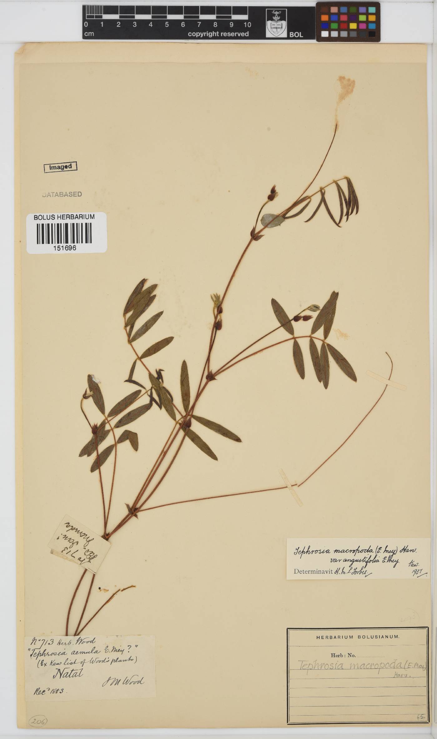 Tephrosia macropoda image