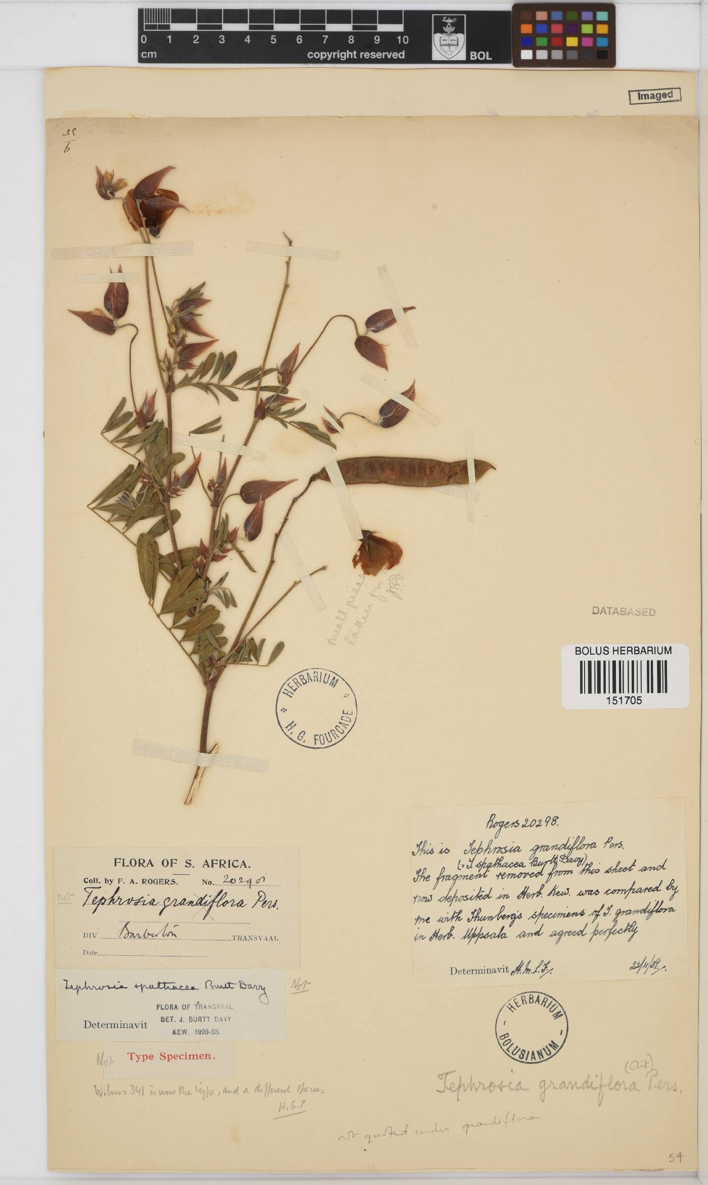 Tephrosia grandiflora image
