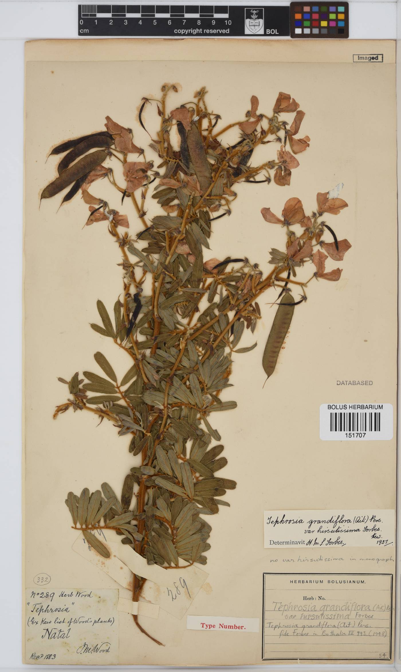 Tephrosia grandiflora image