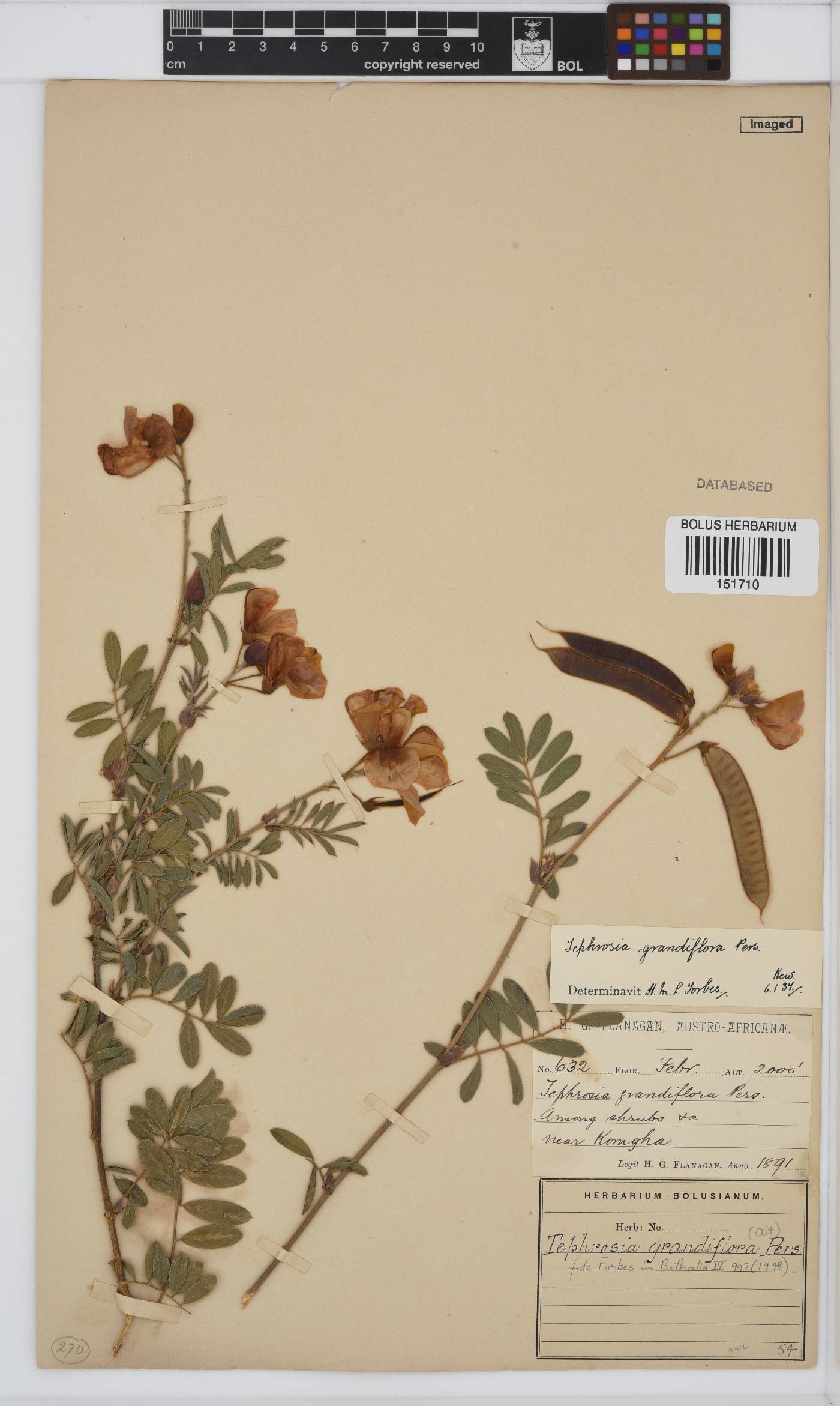 Tephrosia grandiflora image