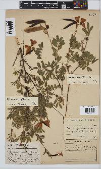 Tephrosia grandiflora image