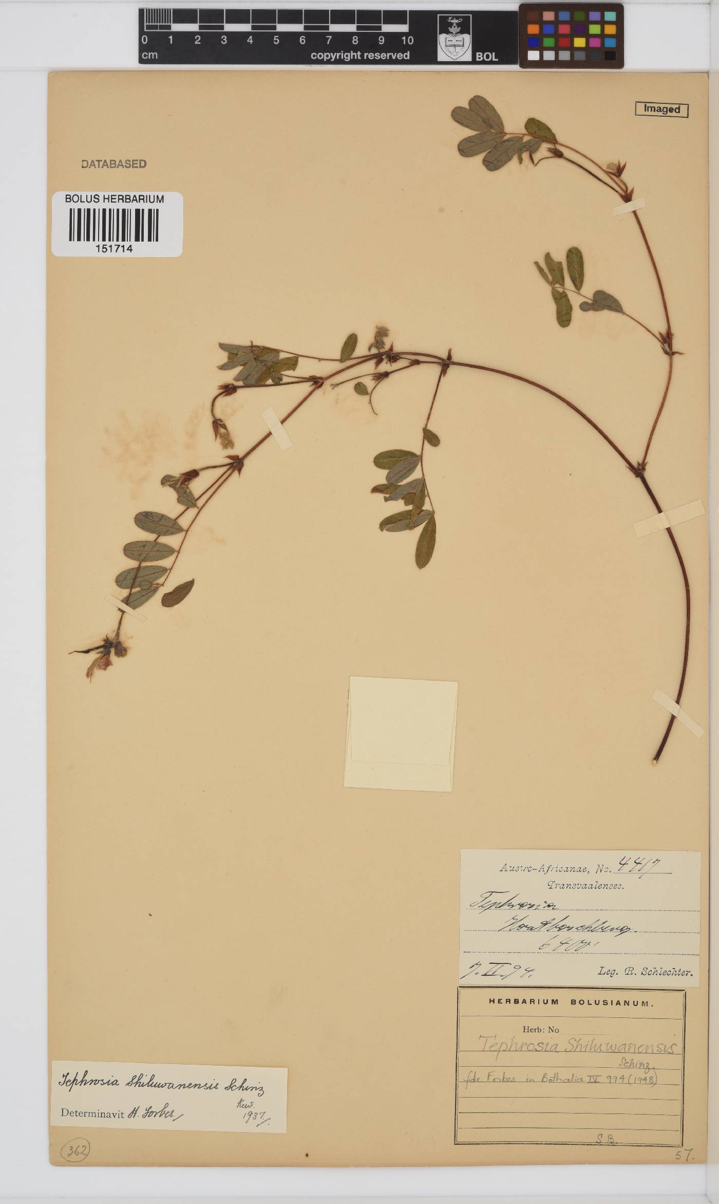 Tephrosia shiluwanensis image