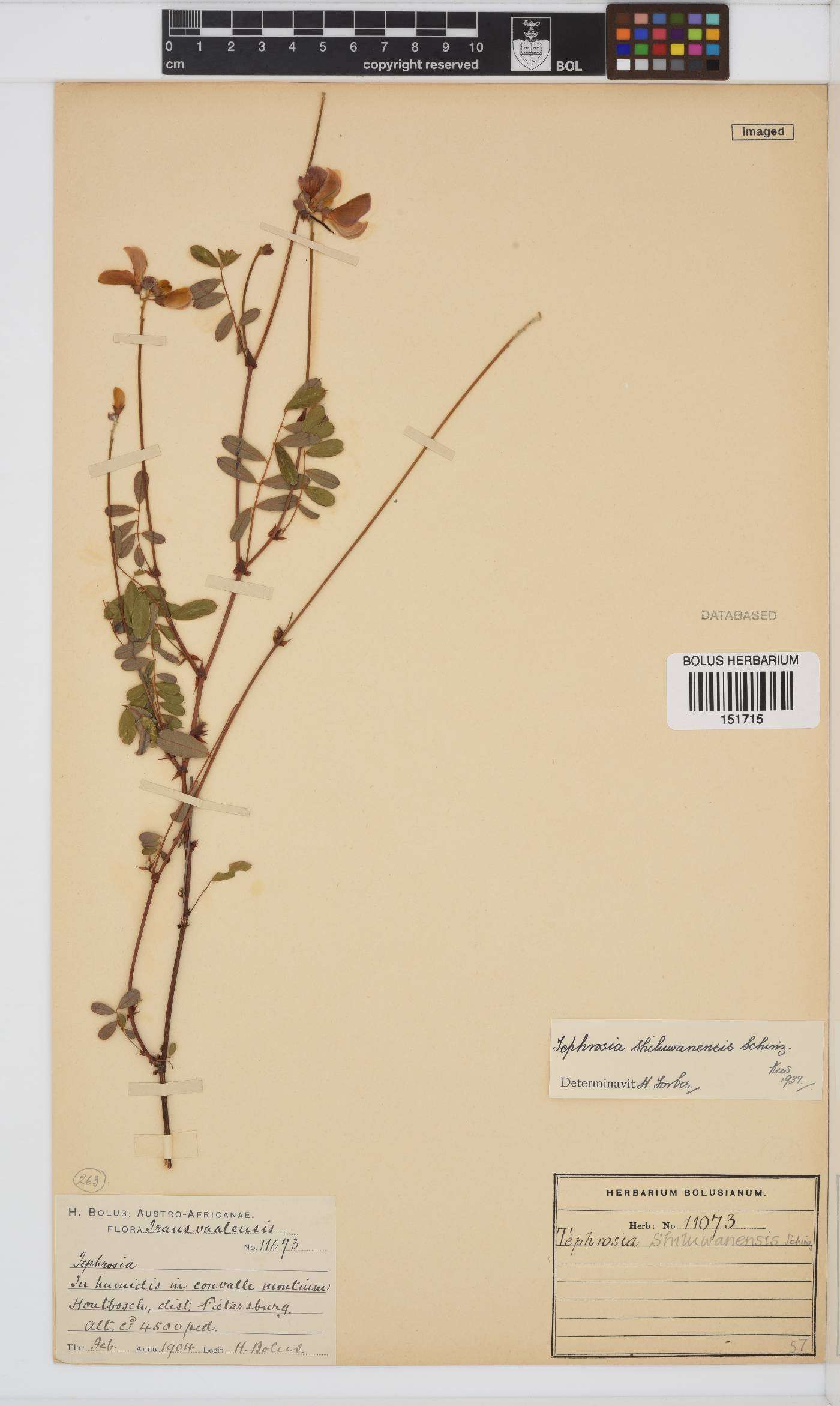 Tephrosia shiluwanensis image