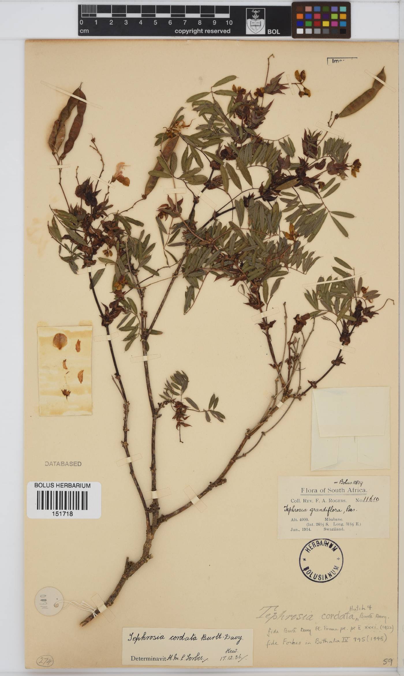 Tephrosia cordata image