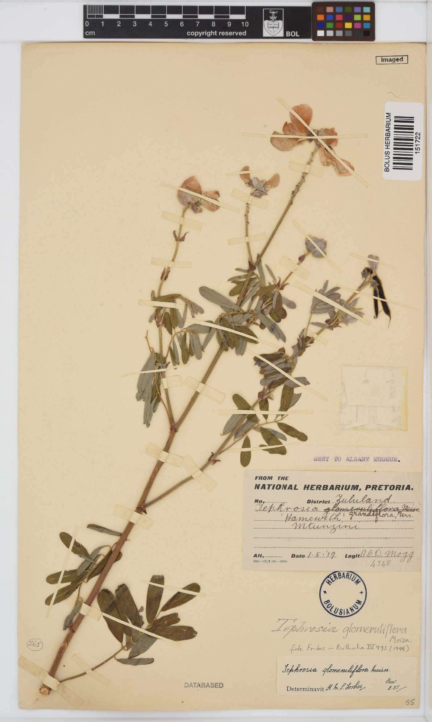 Tephrosia glomeruliflora image