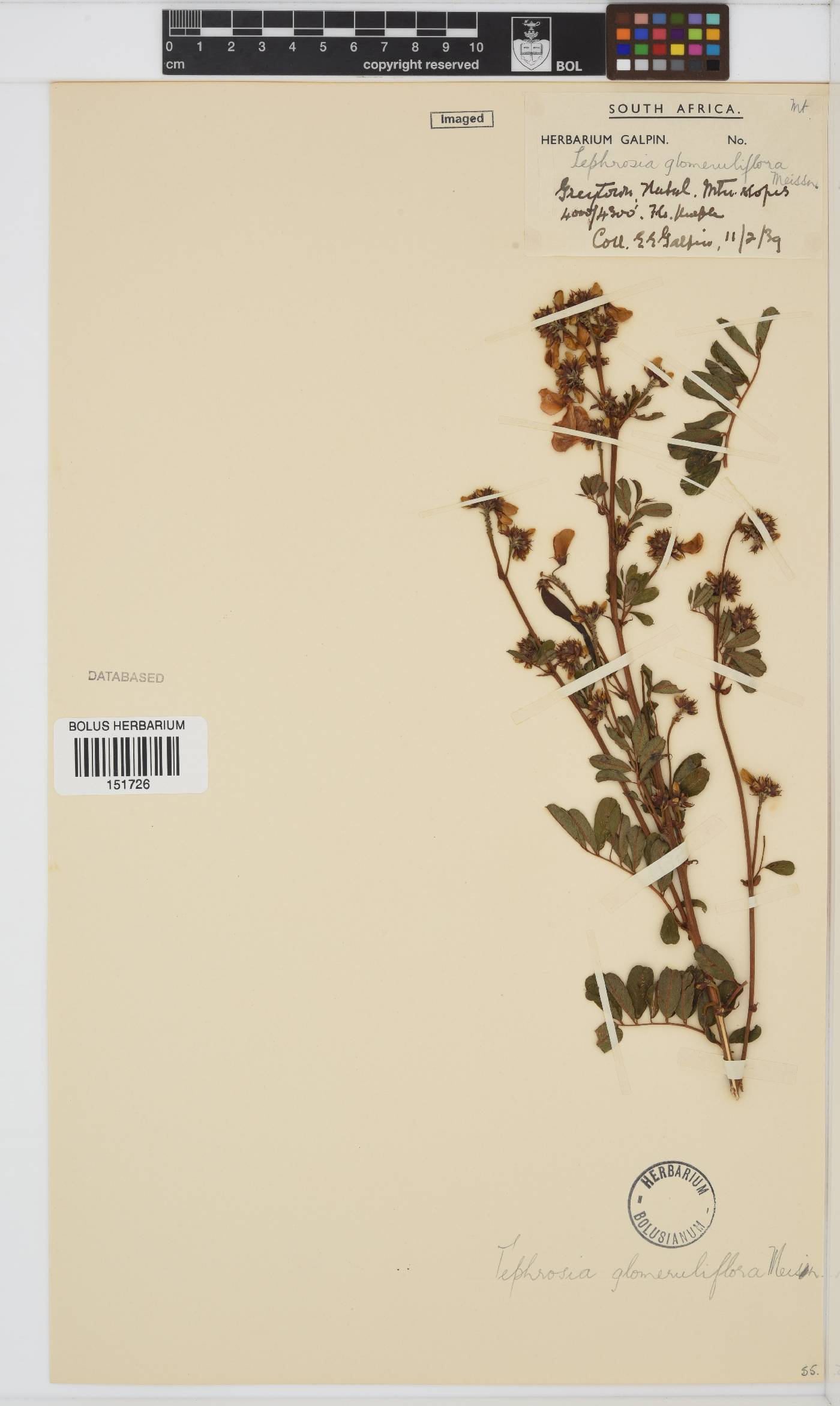 Tephrosia glomeruliflora subsp. glomeruliflora image