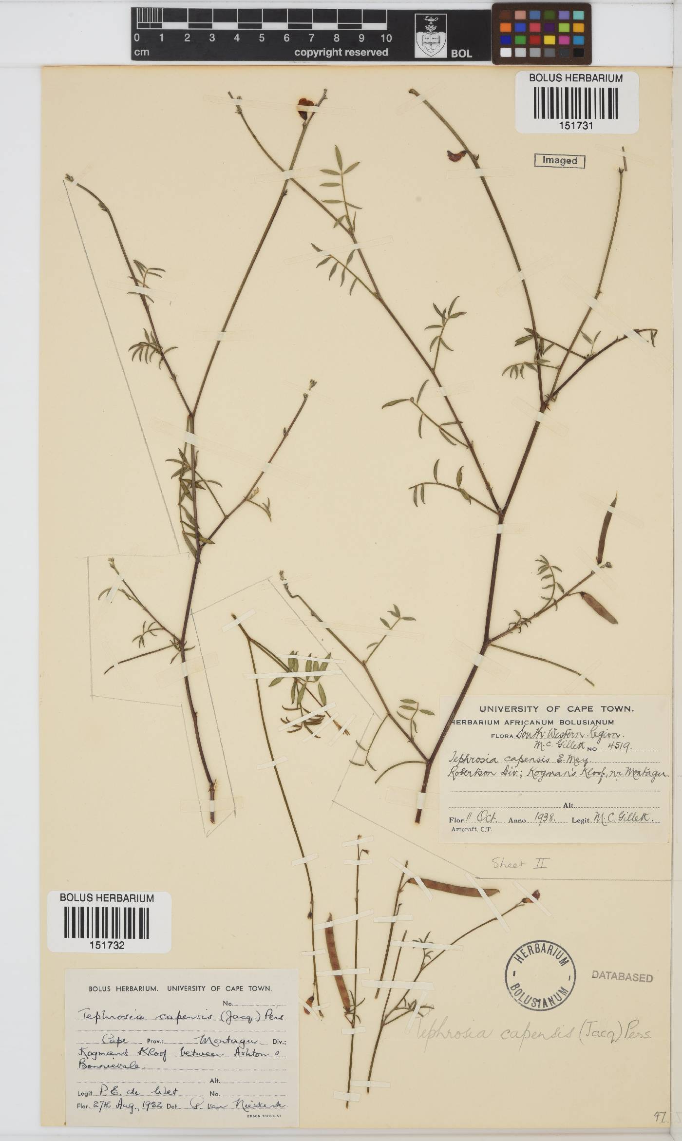 Tephrosia capensis image