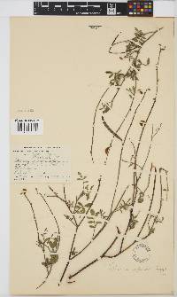 Tephrosia capensis image