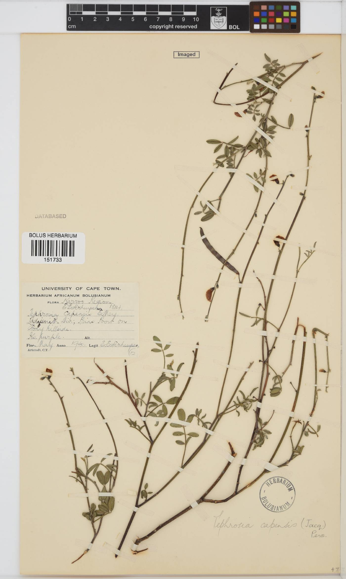 Tephrosia image