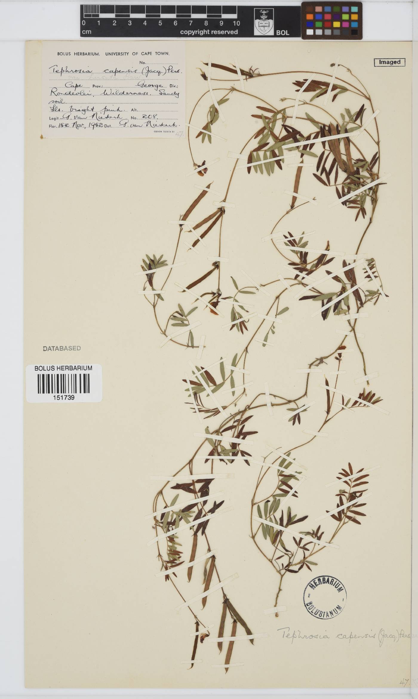 Tephrosia capensis image