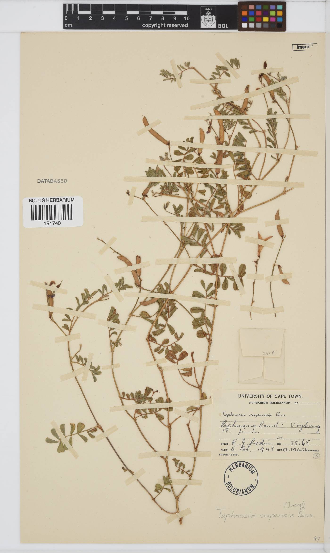 Tephrosia capensis image