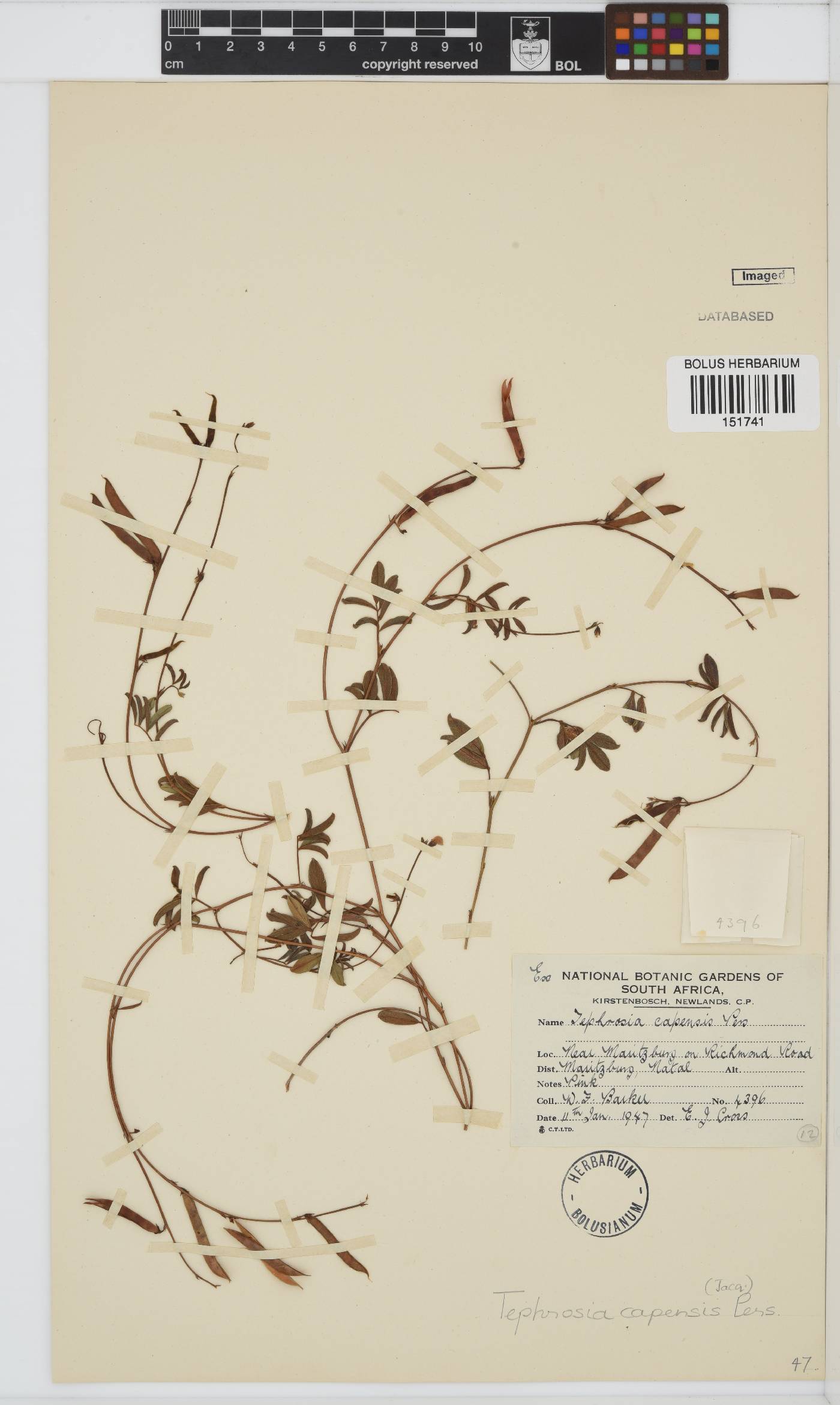Tephrosia capensis image