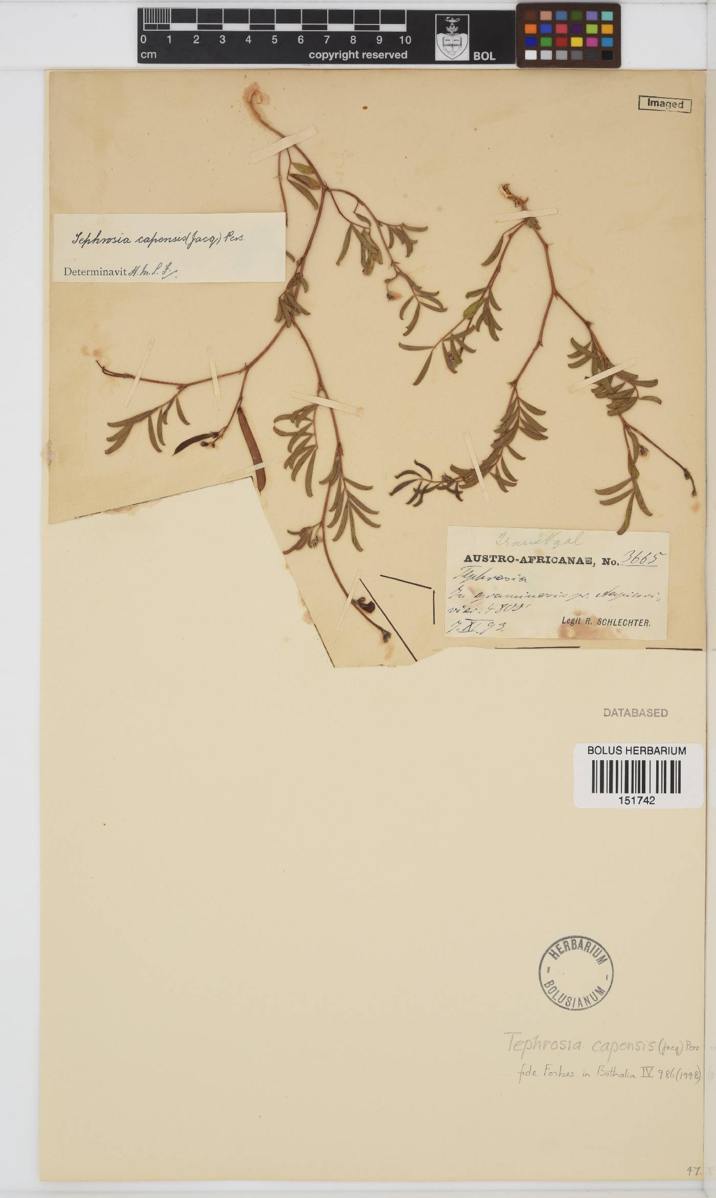 Tephrosia capensis image