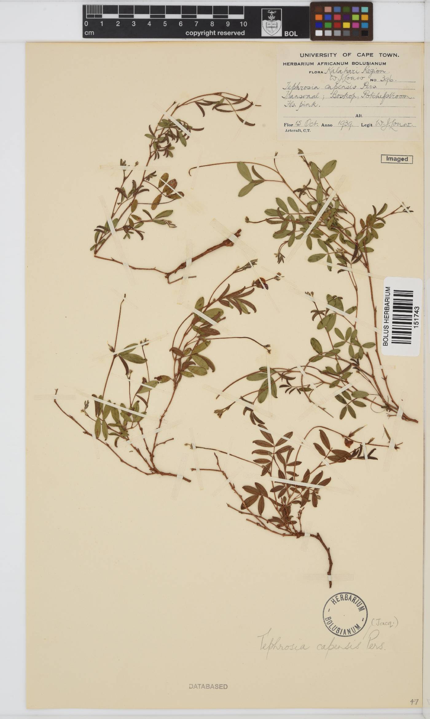 Tephrosia capensis image