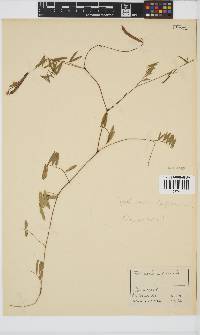 Tephrosia capensis image