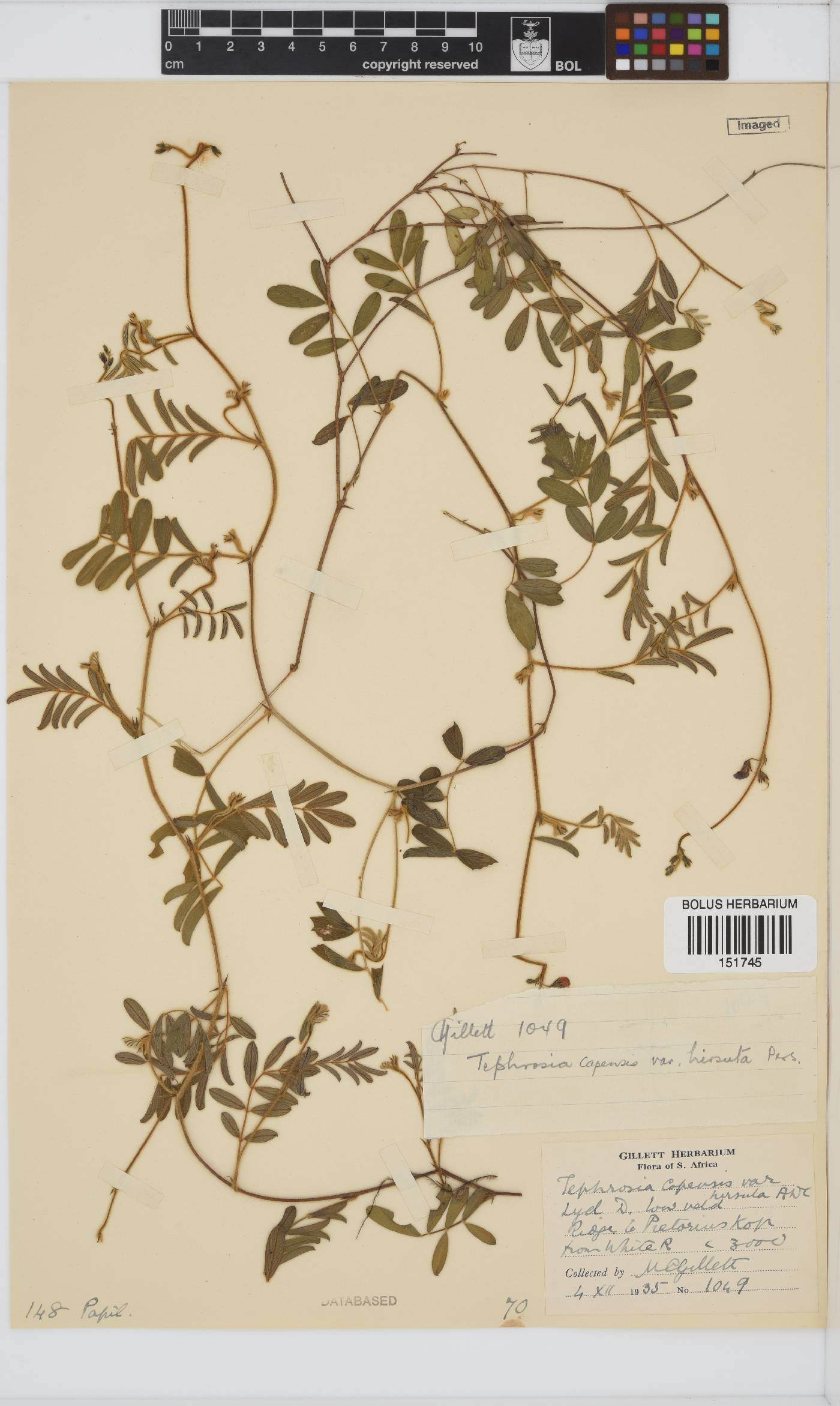 Tephrosia capensis image