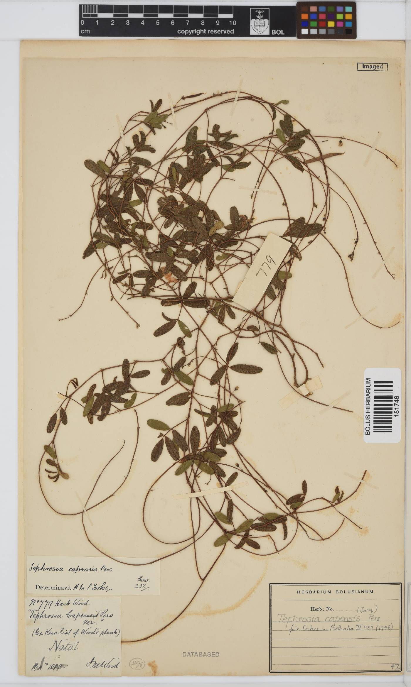 Tephrosia capensis image