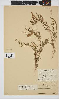 Tephrosia capensis var. acutifolia image