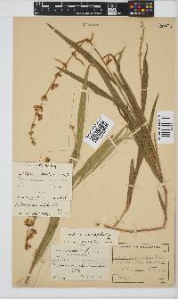 Tephrosia acaciifolia image