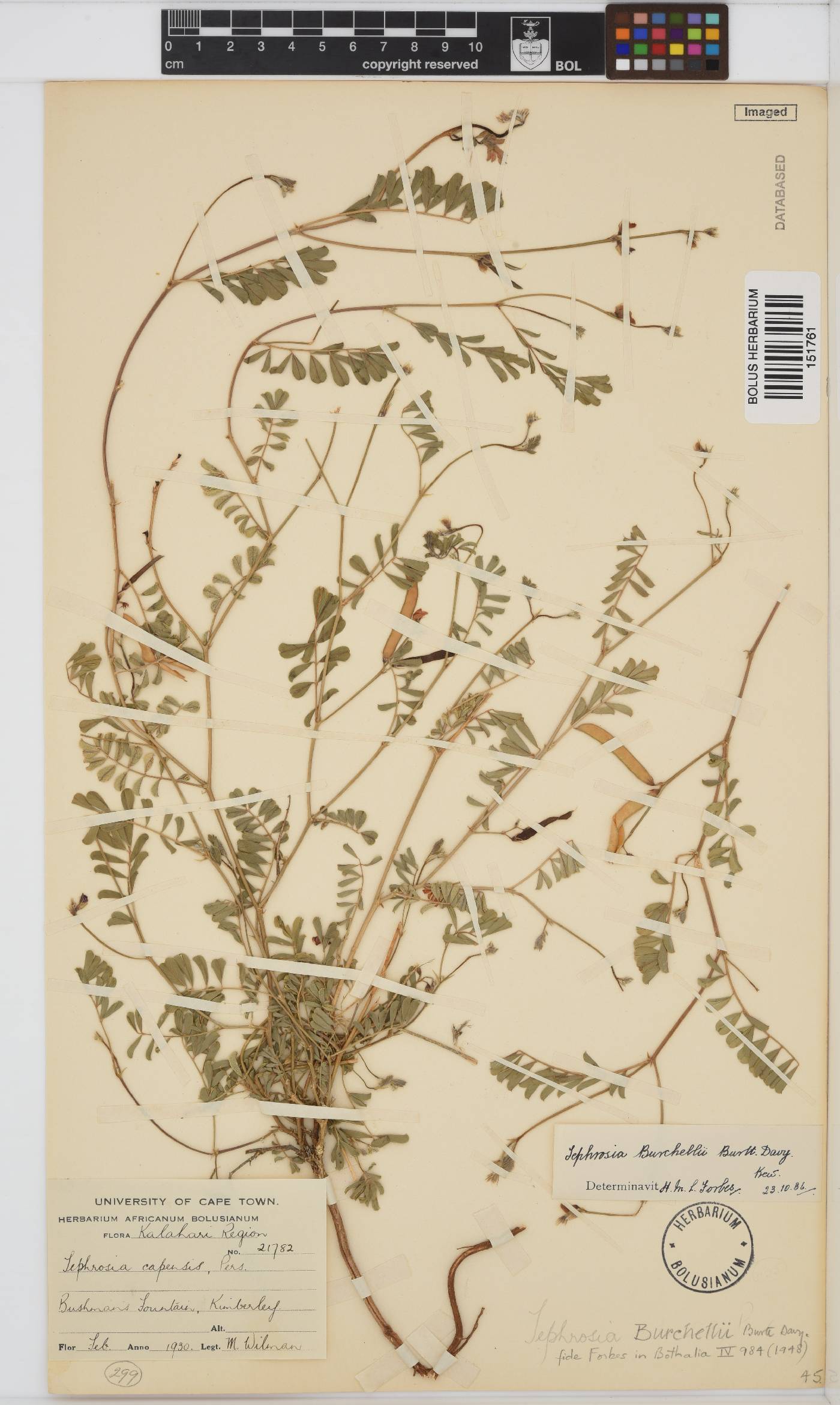 Tephrosia burchellii image