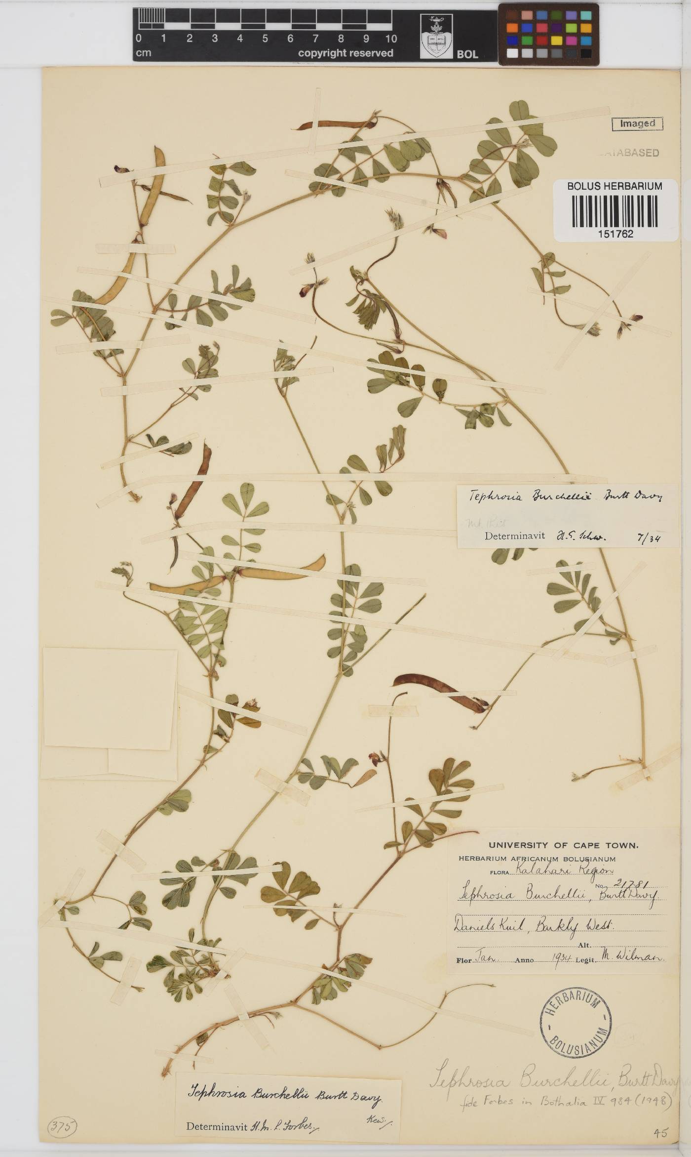 Tephrosia burchellii image