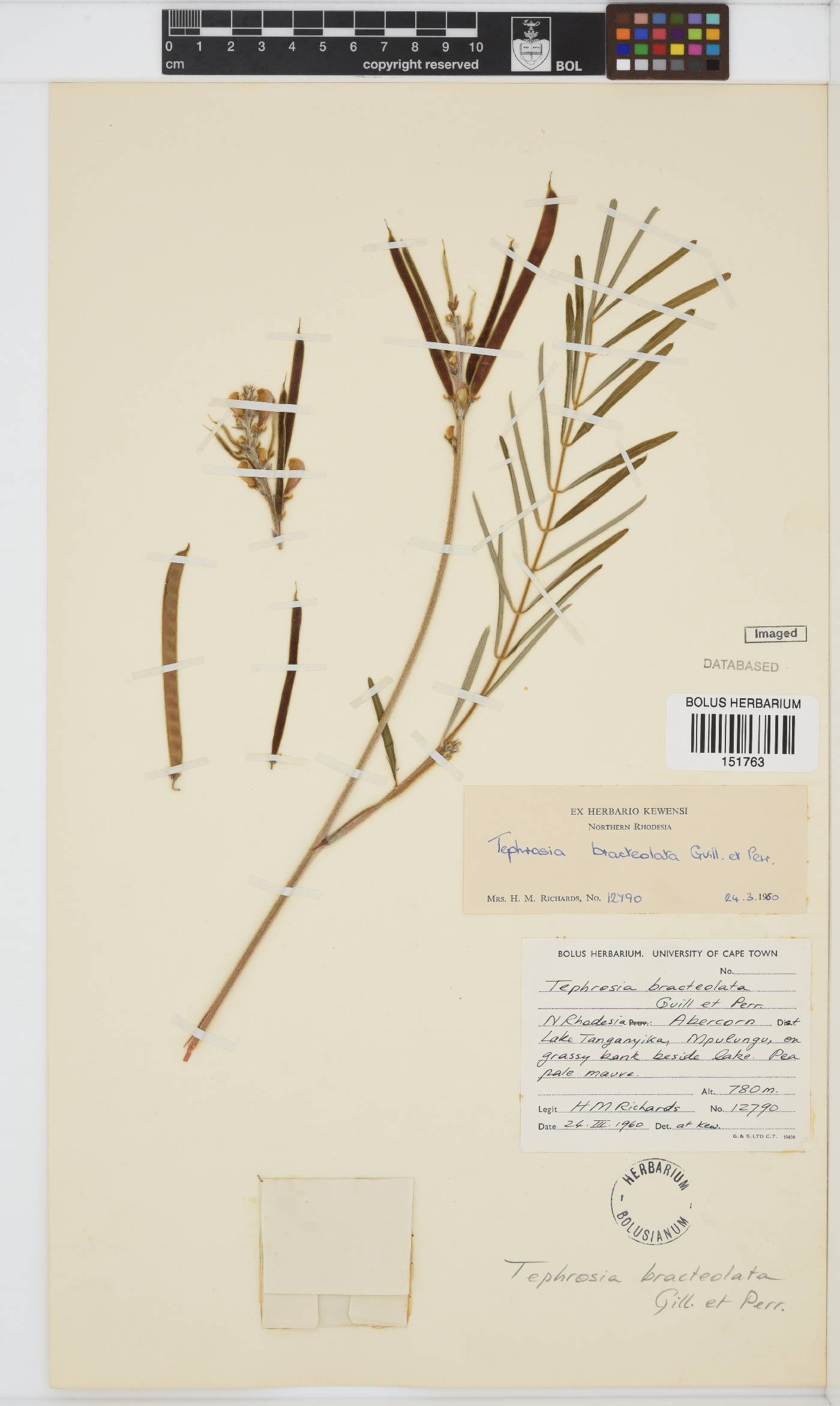 Tephrosia bracteolata image