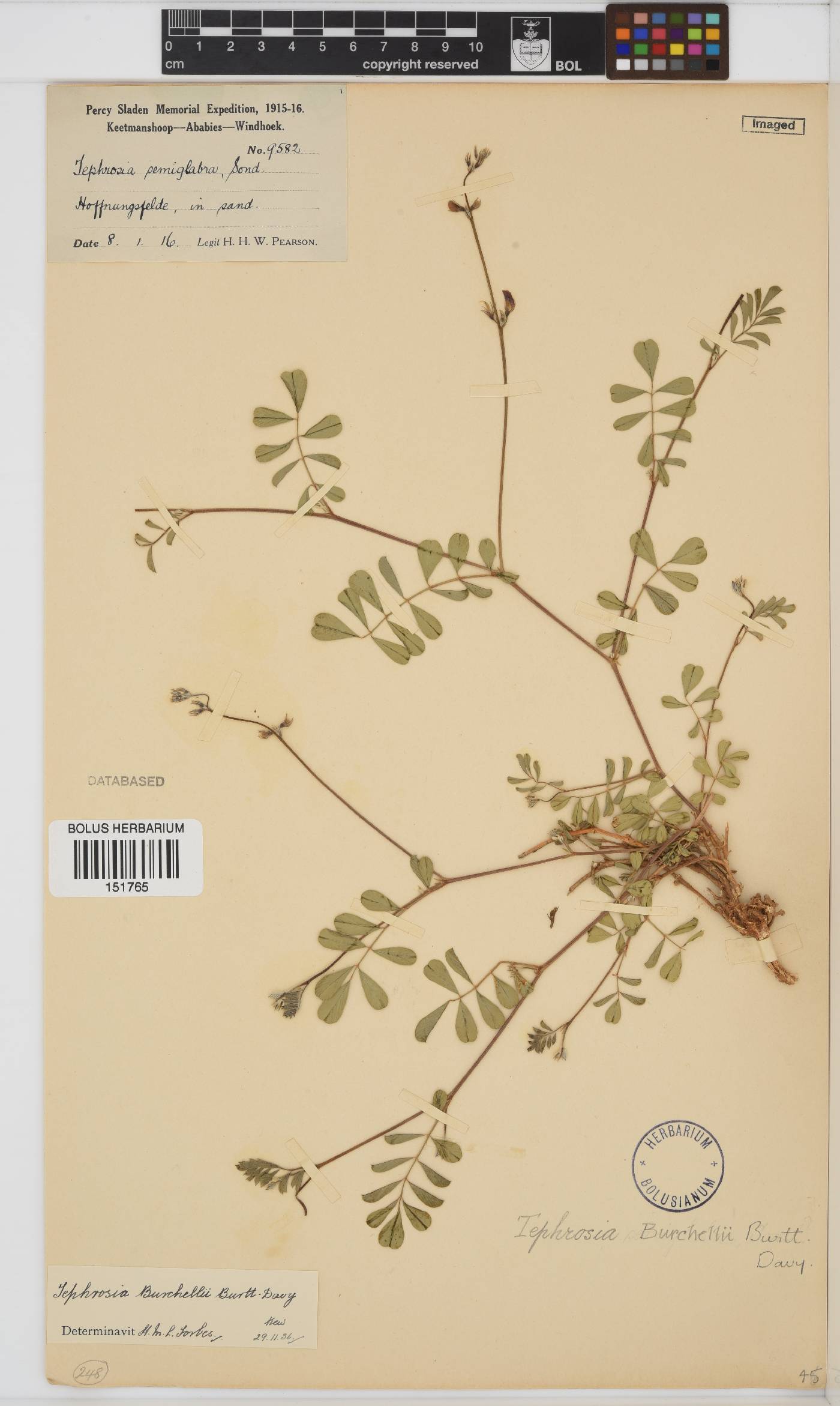 Tephrosia burchellii image
