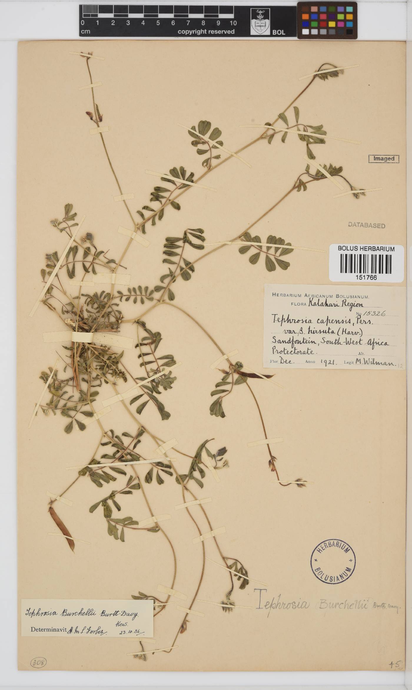 Tephrosia burchellii image