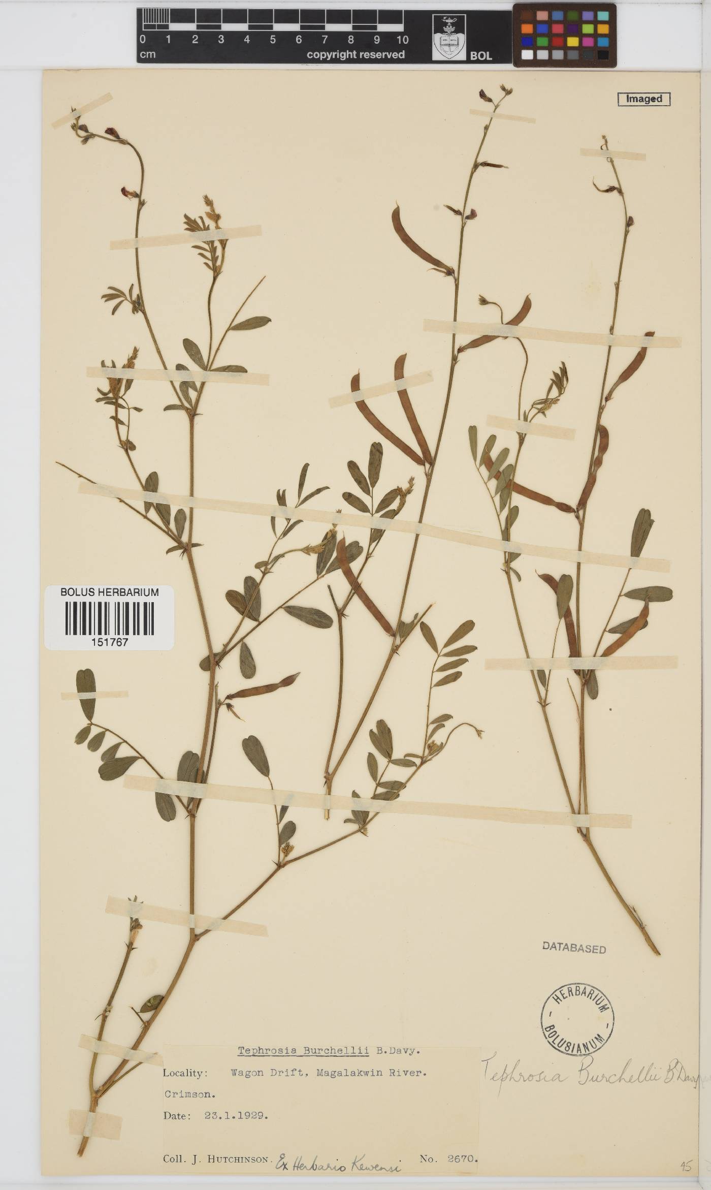 Tephrosia burchellii image