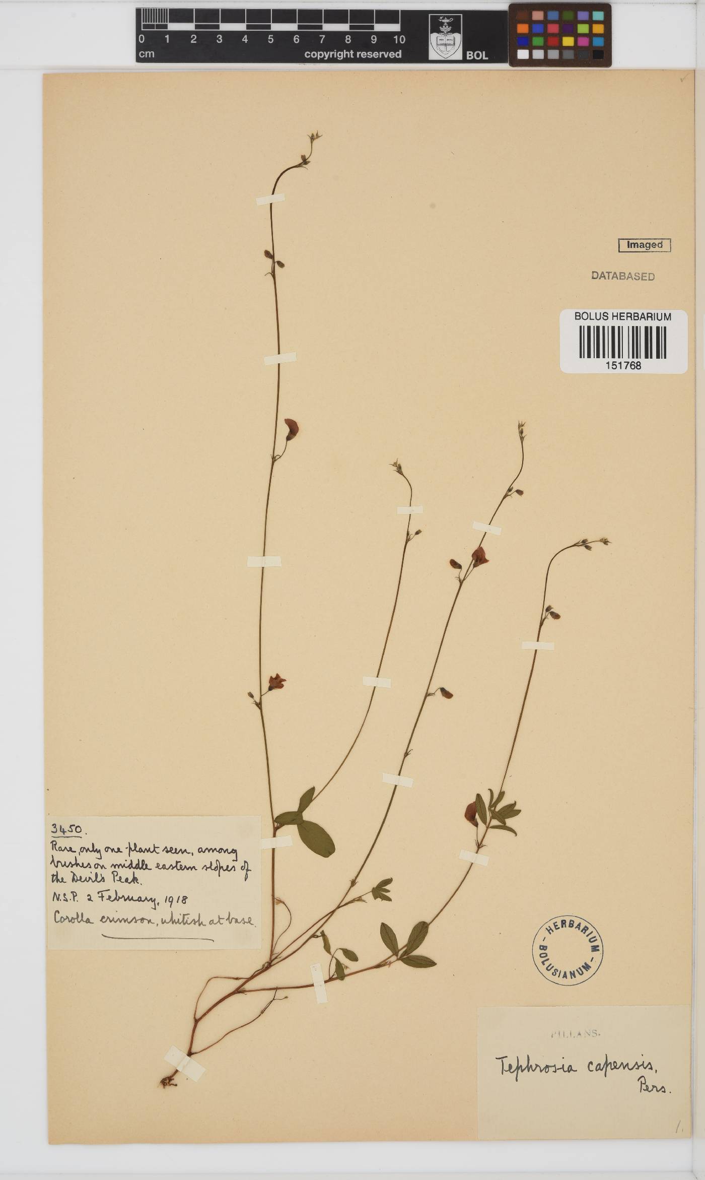 Tephrosia capensis image