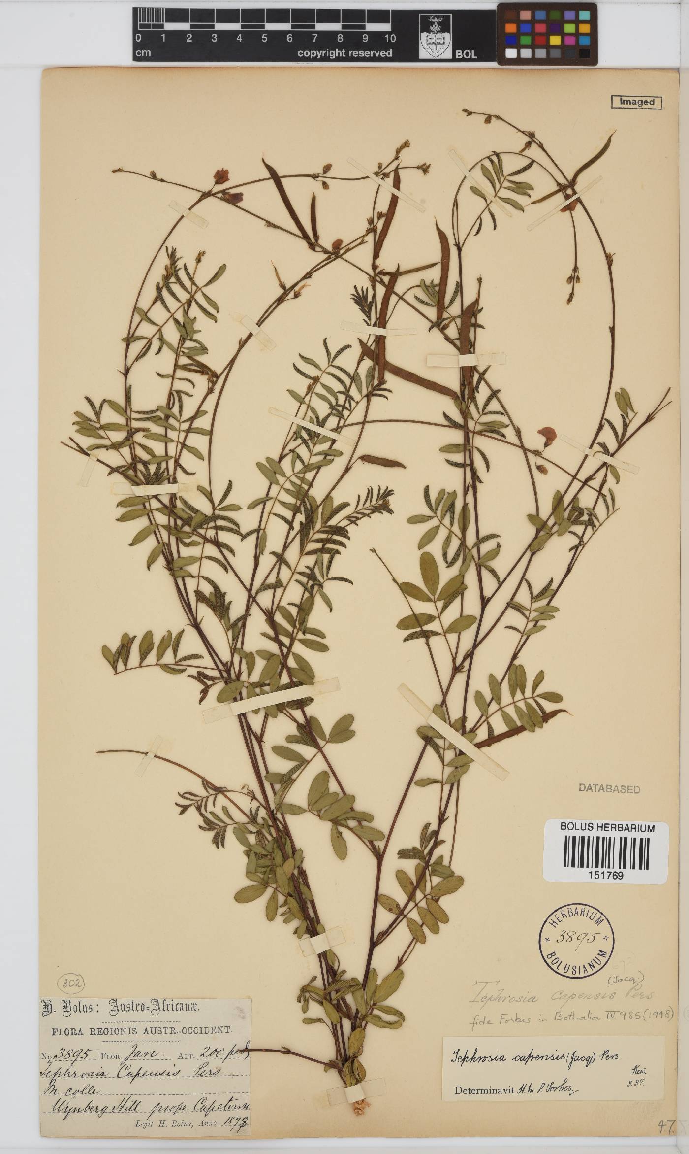 Tephrosia capensis image