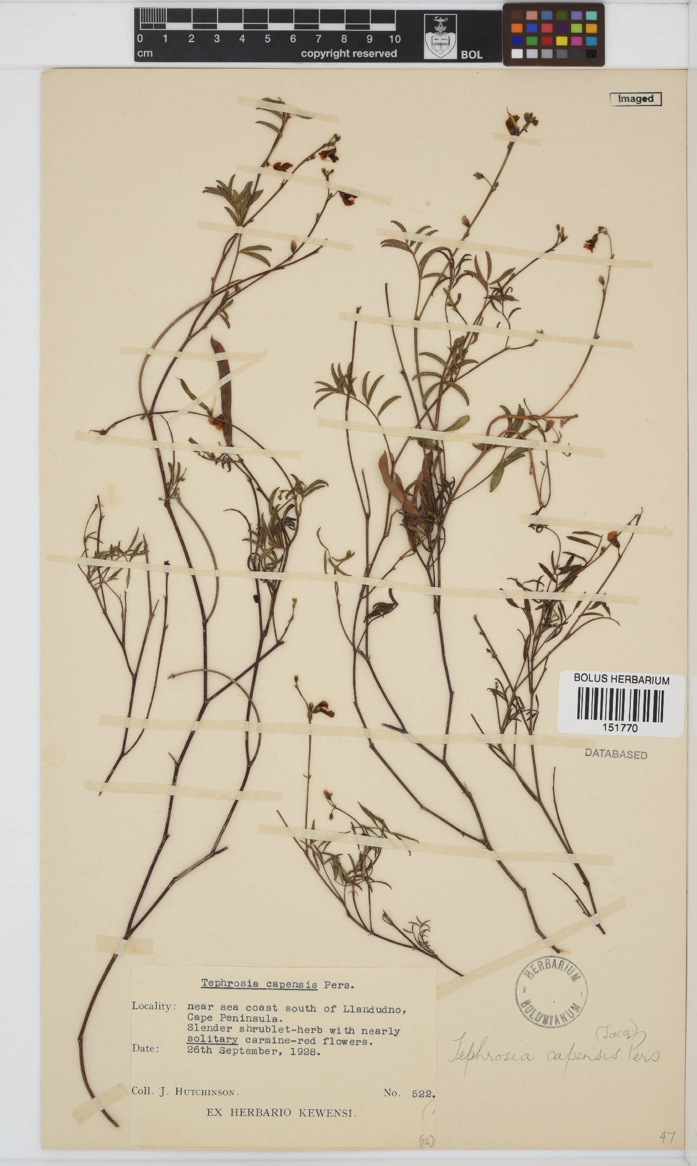 Tephrosia capensis image