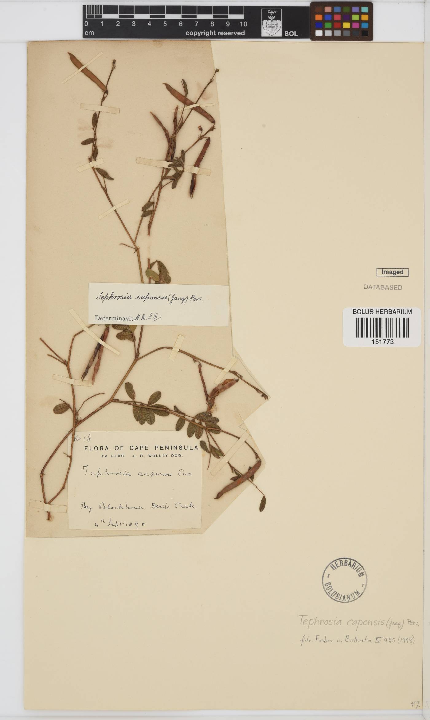 Tephrosia capensis image