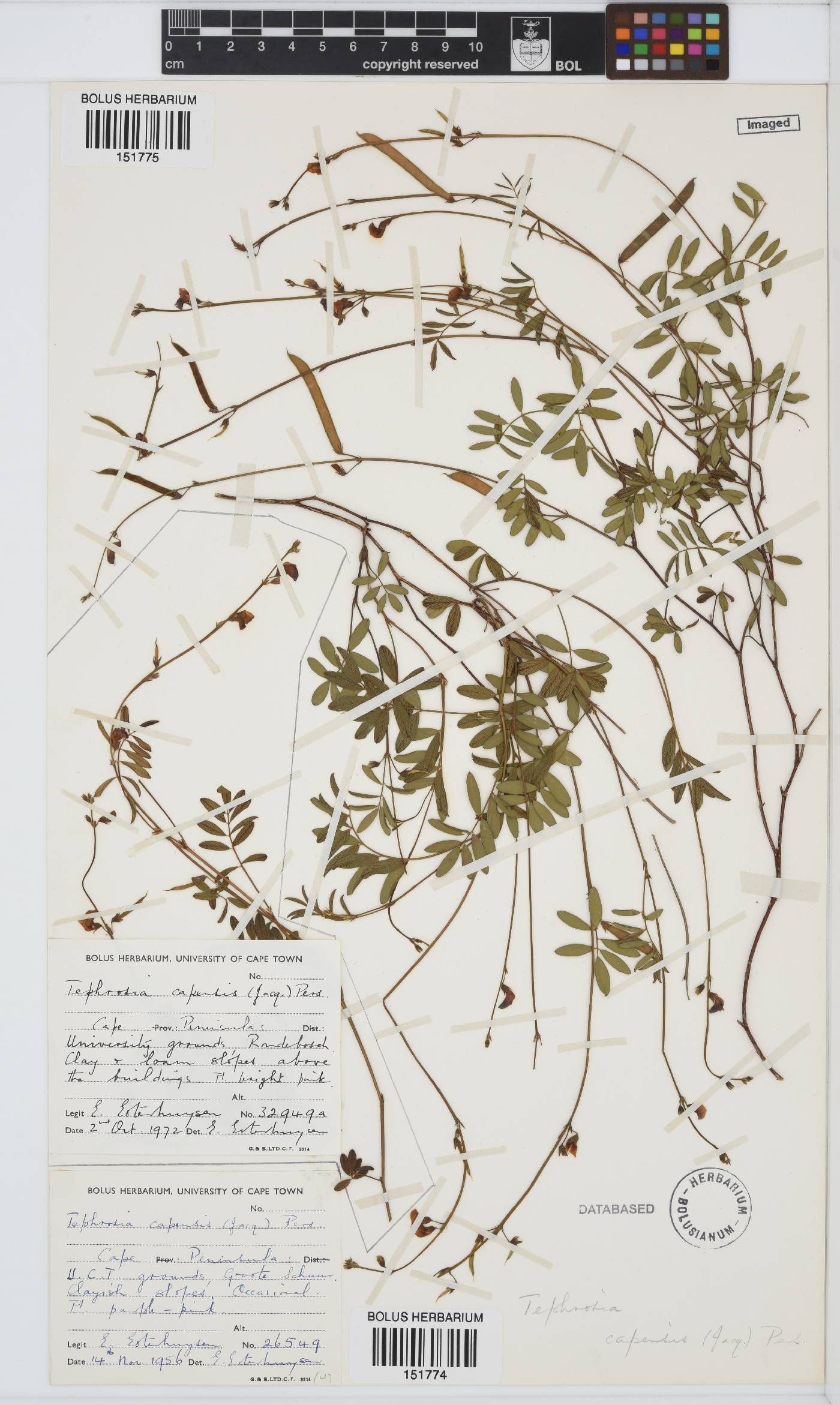 Tephrosia image
